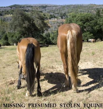 MISSING PRESUMED STOLEN EQUINES Sasha and Moose, Near Julian, CA, 92036
